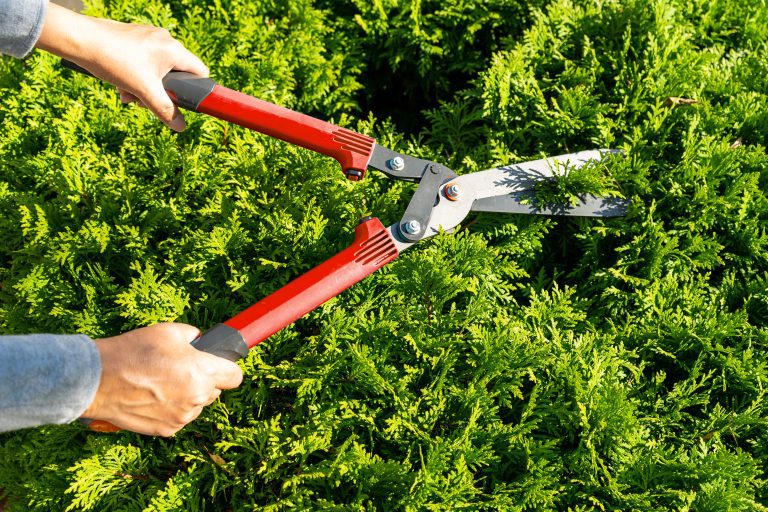 Pruning,Thuja,Branches,With,Garden,Scissors.,Female,Hands,,Tool,And